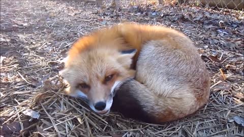 Adorable Baby Fox Pups Playing - CUTEST Compilation