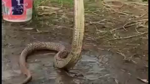 Snake dance