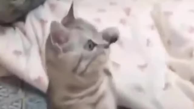 Funny cats & his owner