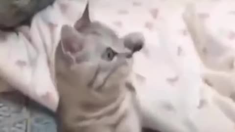 Funny cats & his owner