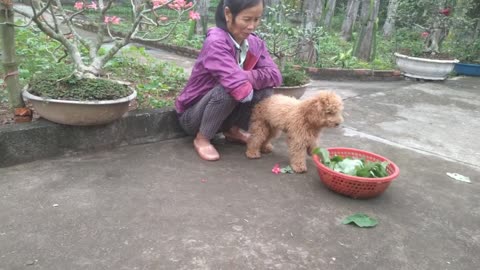 farmer and cute puppy looks so cute