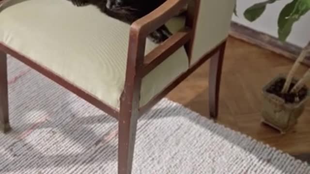 4.cute cat and funny cat shorts❤#shorts #cat #cutecat