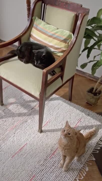 4.cute cat and funny cat shorts❤#shorts #cat #cutecat