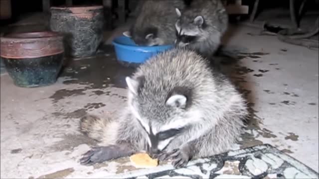 Cute Raccoon Video Compilation