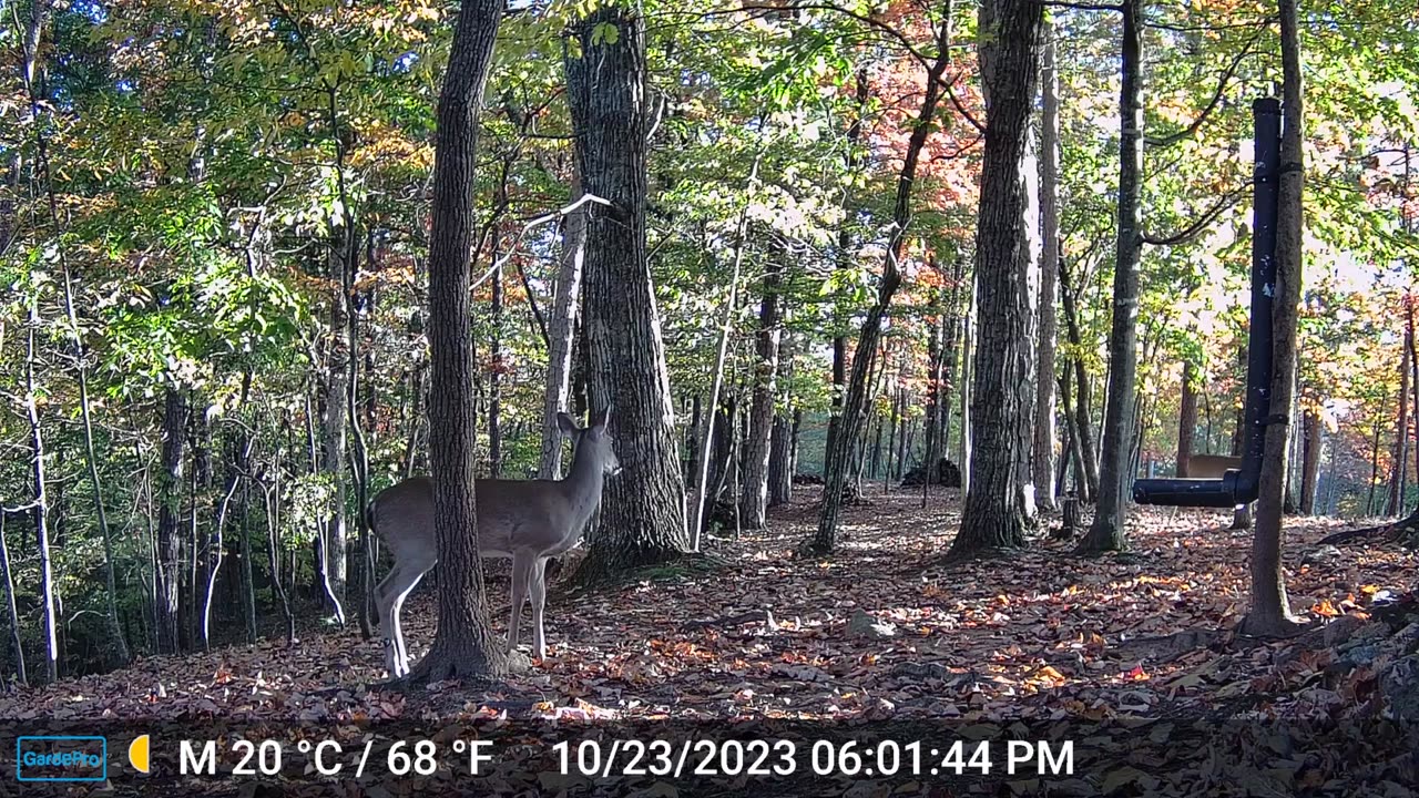 The Woods – 10/24/2023