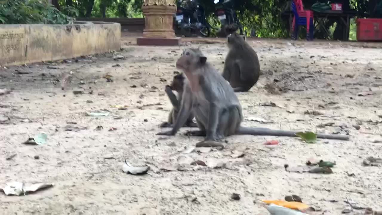 Monkeys sitting waiting for food.