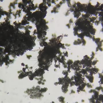 Parasites in Cheetos