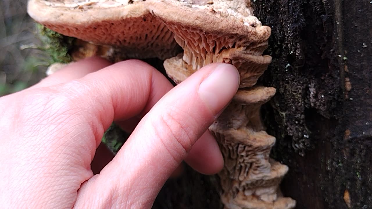 Tree mushrooms