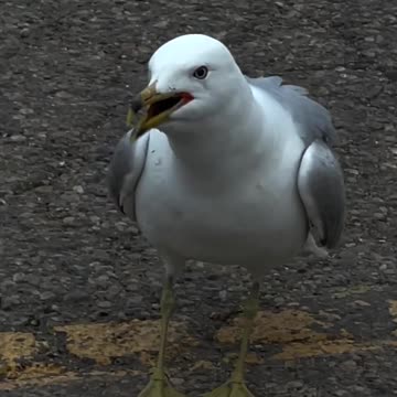 Seagulls sound as crying