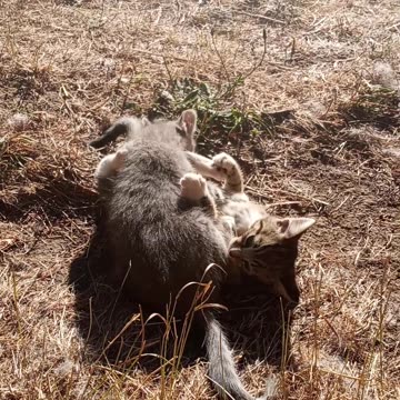 Prepare to Battle Brother! Kittens Fighting