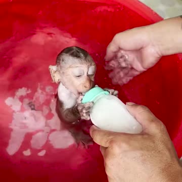 How to bathe a cute, non-naughty baby monkey#2