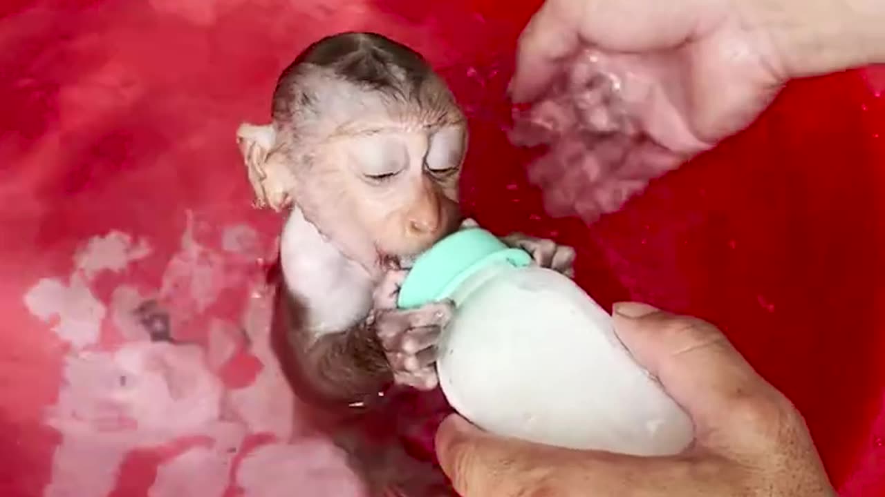 How to bathe a cute, non-naughty baby monkey#2