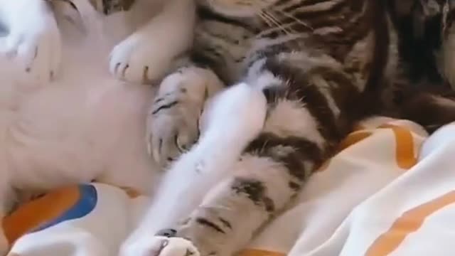 Funny Cat Videos