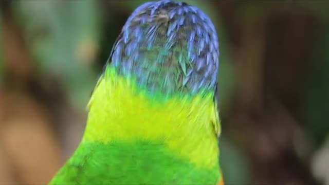 Cute Parrot Hungry talking parrot plans a dinner buffet