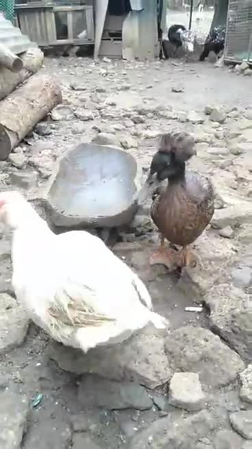 Duck has a crown on its head