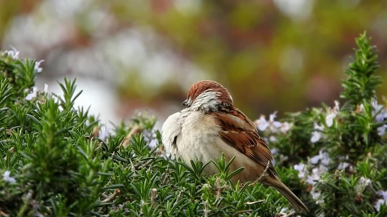 Hermoso pajarito