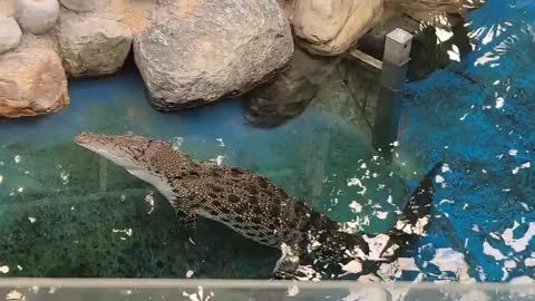 A crocodile that doesn't move at all