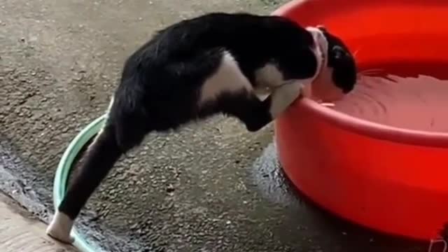 Cat Eating Water Funny Action