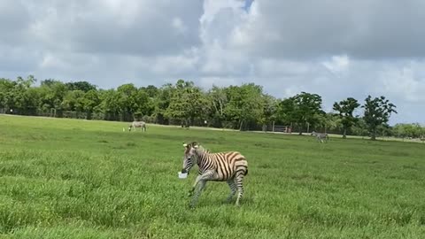 Excited Zebra Jacks Feed Bucket