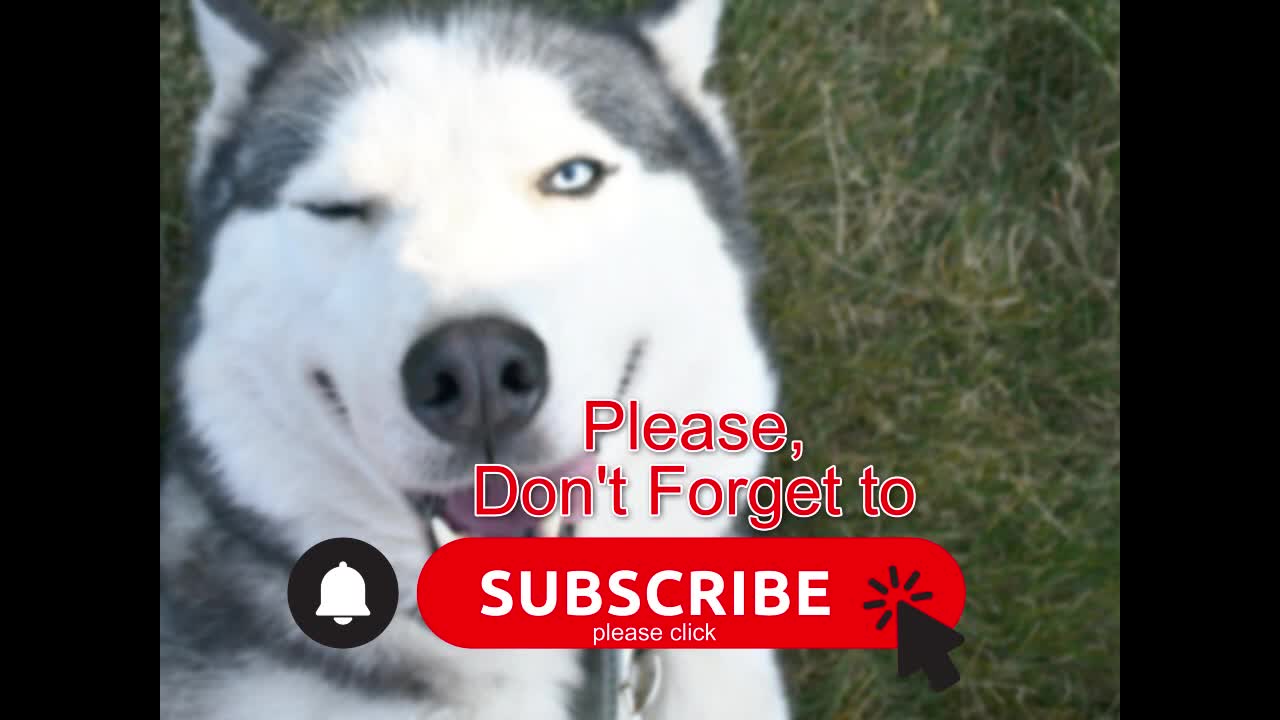 Funny Animal Videos 2021 / These deserve 1000 Million Views