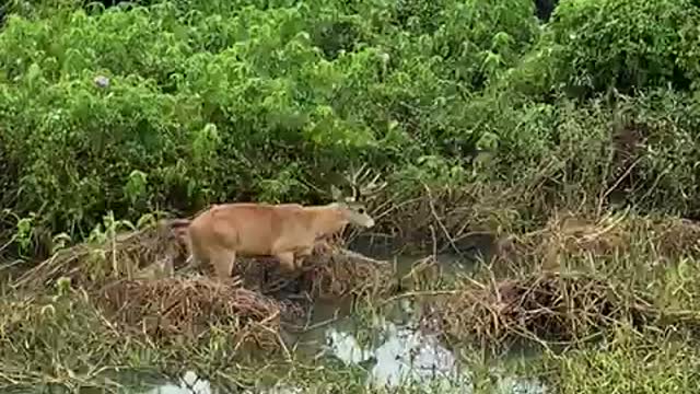 Extremelly rare Marsh Deer in Pantanal area in Brazil.