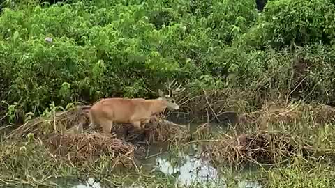 Extremelly rare Marsh Deer in Pantanal area in Brazil.