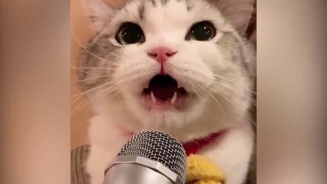 When the cat sings so funny 🤣