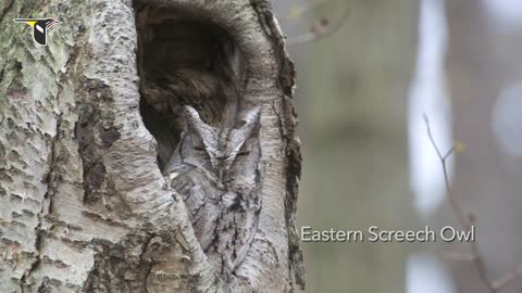 The Distinctive Calls of Owls_ A Sampler