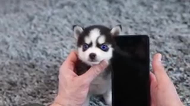 Micro_husky_puppy_real_video