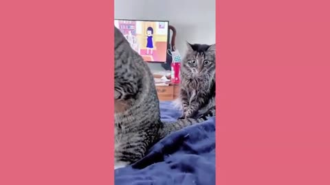 funny dogs and cats