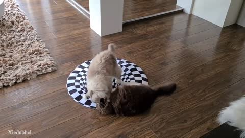 Cats vs Indoor Sinkhole (Can Our Cats See Optical Illusion)