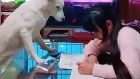 Animals never fail to make us laugh Super funny animal compilation, 🐶Confuse Behavior #34