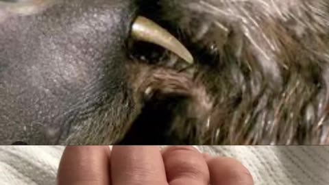 Australia’s Most Mysterious Animal… With Venom!