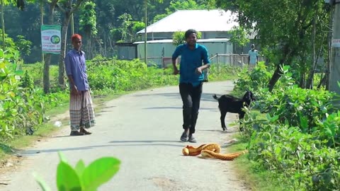 king cobra snake funny video