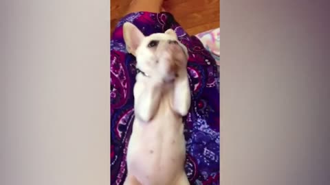 Cute French Bulldog Claps Just to sing along😍