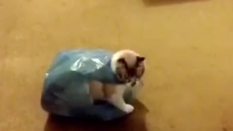 Cat wearing bag as coat