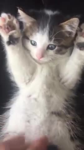 HIGH Hands Cute Kitten Baby Cat