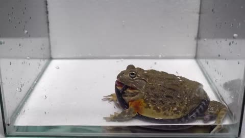 Snake VS African Bullfrog