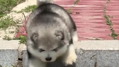 Cute baby animals Videos cutes moment of the animals