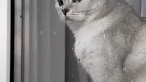 beautifull funny cat vidoe