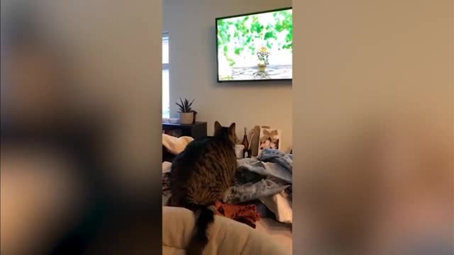 Funny videos with cats. Funny videos.