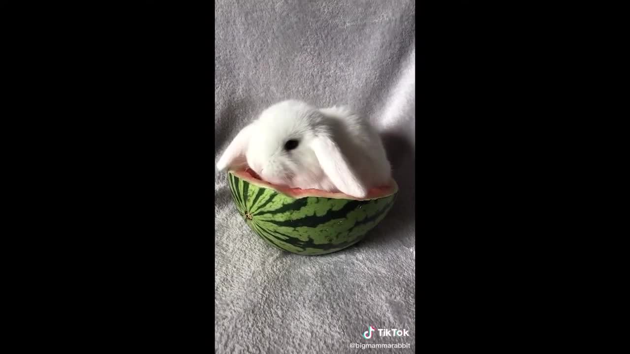 Cute Bunnies That I've Found on Tik Tok - BUNNY COMPILATION p3