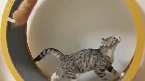 Funny cats running must watch