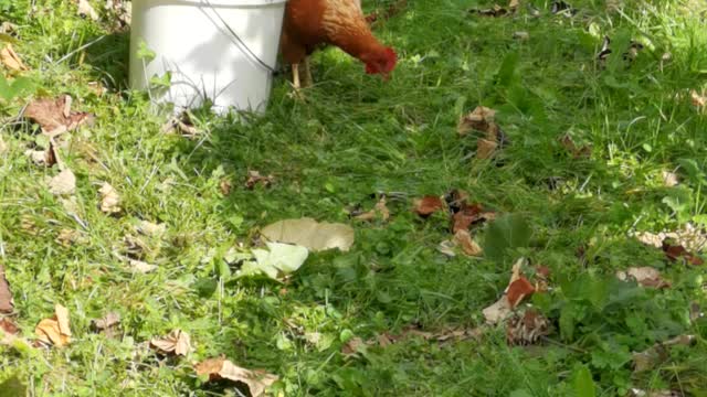 Funny Animals - The Hen Steals the Grapes