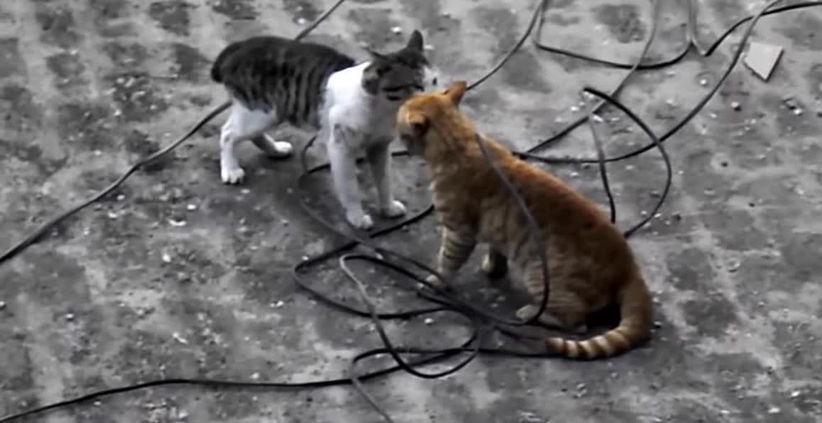 terrible cat fights