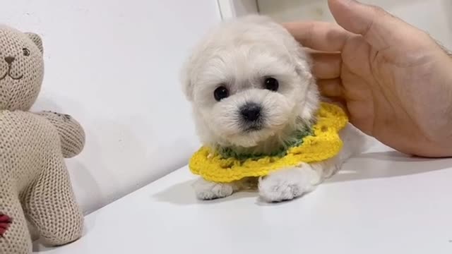 Sunflower-like baby minibichon - Teacup puppies