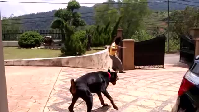 Doberman protection work