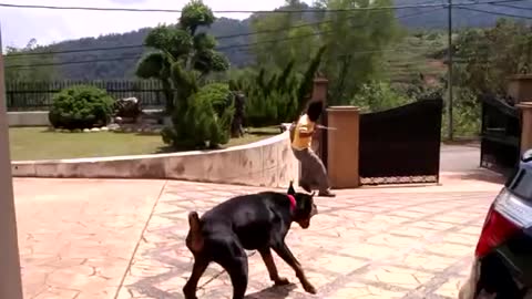 Doberman protection work