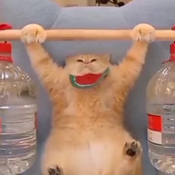 Laugh and have fun with these cats and their beautiful actions ❤️