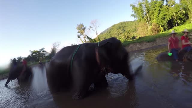 Elephant plants kiss on a GoPro camera